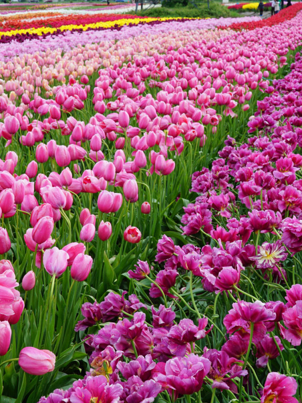 Beautiful pink and purple tulips fields in Abbotsford tulip festival British Colombia.