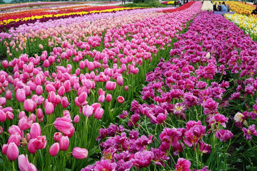 Beautiful pink and purple tulips fields in Abbotsford tulip festival British Colombia.