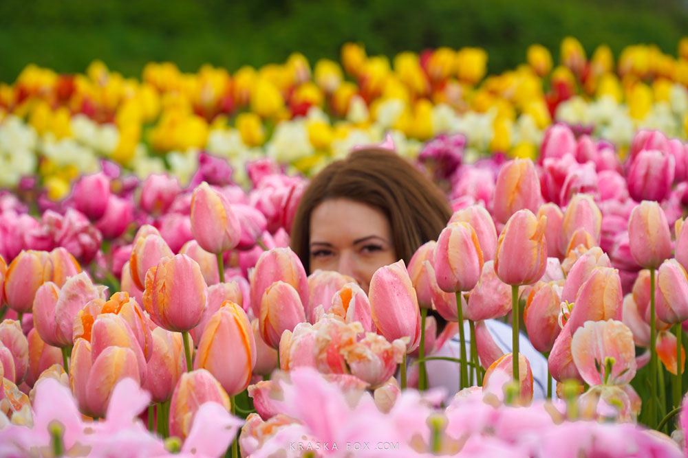 Hiding in the pink tulips - Abbotsford Tulip Festival, British Colombia