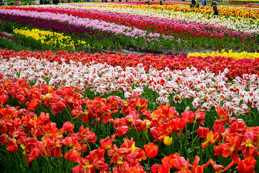 Abbotsford Tulip Festival - British Colombia • Kraska Fox