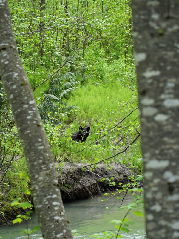 Keyhole Hot Springs - A black bear enjoying a rest along side a calm stream.