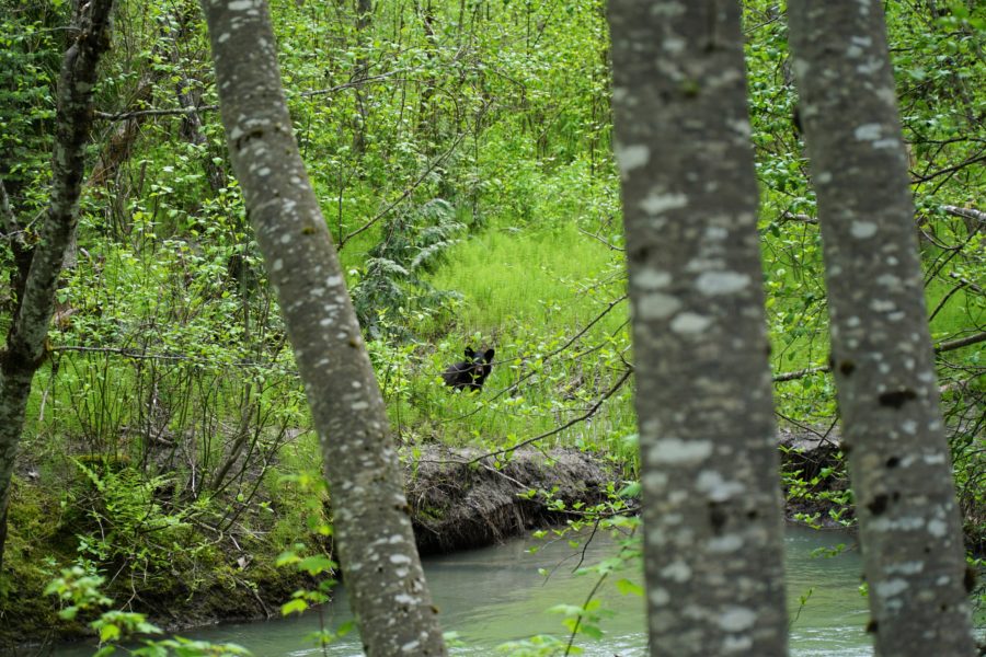 Keyhole Hot Springs - A black bear enjoying a rest along side a calm stream.