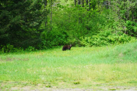 A black bear making its way along a green path of grass. Staring right at us.