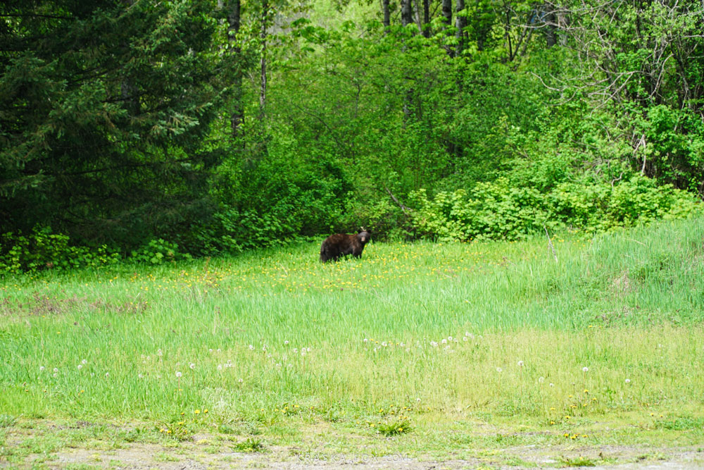 A black bear making its way along a green path of grass. Staring right at us. 