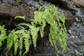 Water droplets covering a fern growing of off the base of the rocks.