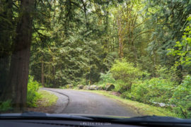 Entering the parking lot along a small paved road. Mossy trees can be seen along side of the road.