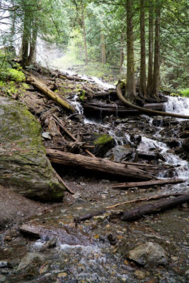 Broken trees downstream from the river.