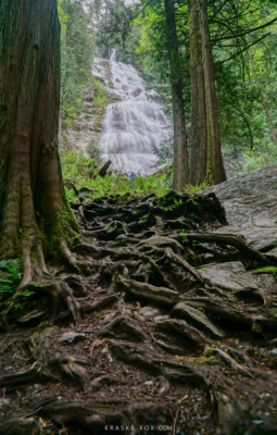 Bridal veil falls in the distance. In the foreground roots are emerged from the soil of a neighboring tree.