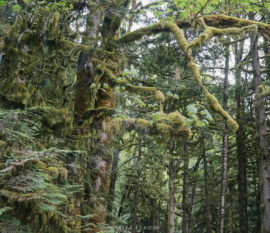 A up close image of the moss covered tree.