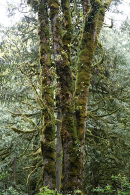 three trees covered in moss along the side of the path.