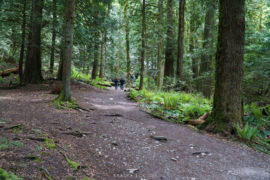 The walking path up to the waterfall. Ferns cover the forest floor.