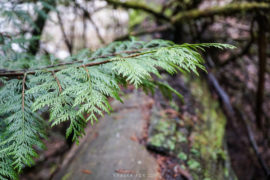 Beautiful moss and ferns seen on trail at Roderick Haig Provincial Park British Columbia