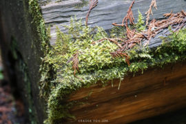 Up close of fuzzy moss growing on the Edge of a log on the Upper Flume Trail. Roderick Haig Provincial Park, British Columbia