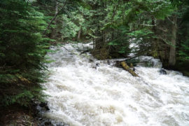 Raging white waters amongst a lush green forest on the Upper Flume Trail - Roderick Haig Provincial Park