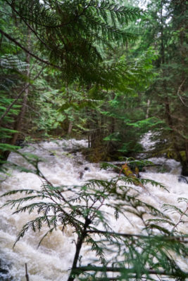 A peak between the forest of the Upper Flume Trail - Behind the upclose fern you can see the raging white waters.