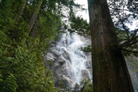 A view of shannon falls looking out from behind a large tree in the foreground.