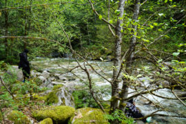 As you walk along the path to Shannon Falls, a clear stream flows right beside it.