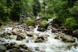 Beautiful cascading falls downriver from Shannon Falls. Green trees surrounding the rivers rocky shore.