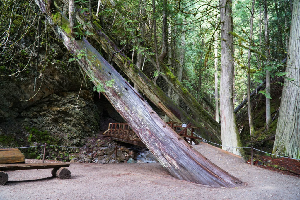 Trees leaning over the path on the way to the waterfall.