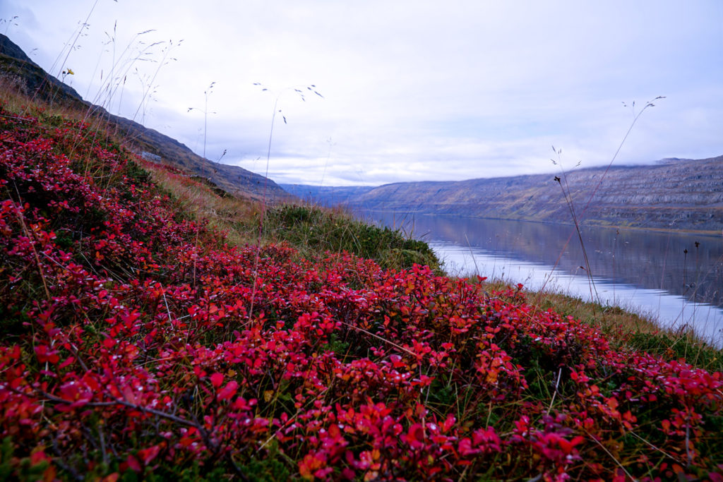 West Fjords in the Fall time - Kraska Fox
