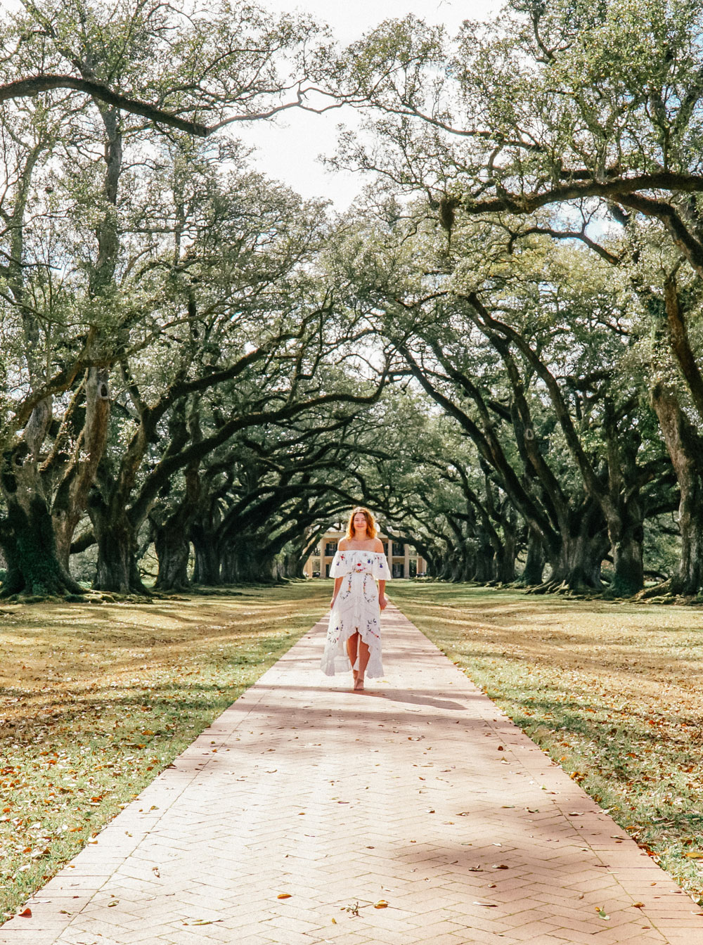 Beautiful Live Virginia Oaks at Oak Alley Plantation